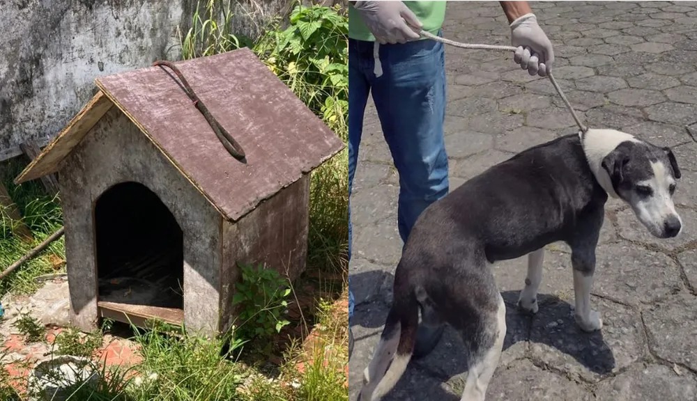 Cão é resgatado após ser abandonado em meio a ratos e sem comida e água