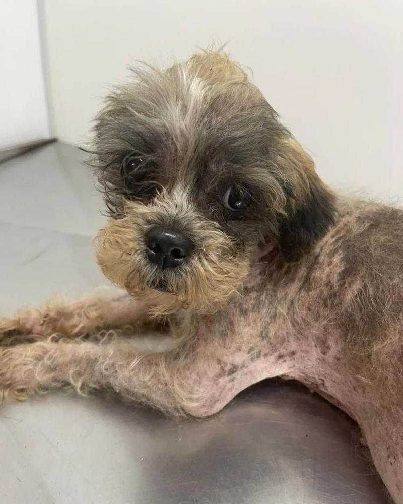 Cachorra morre com câncer de tanto comer bitucas de cigarro;casal tutor não dava comida