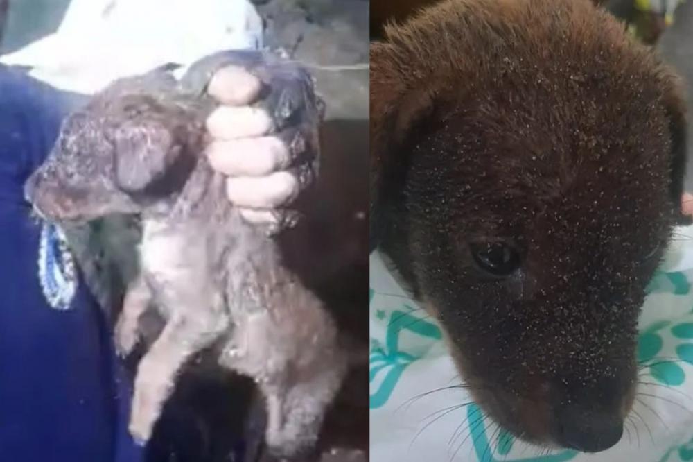 Cachorrinho é jogado em precipício de 15 metros de profundidade e fica preso a raízes e pedra; foi salvo 