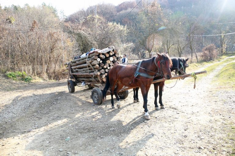 Projeto criminaliza o uso de veículos movidos à tração animal