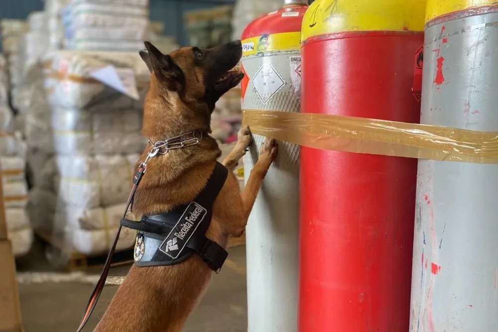 Um cão da Receita Federal denunciou presença de meia tonelada de cocaína em cilindros de gás