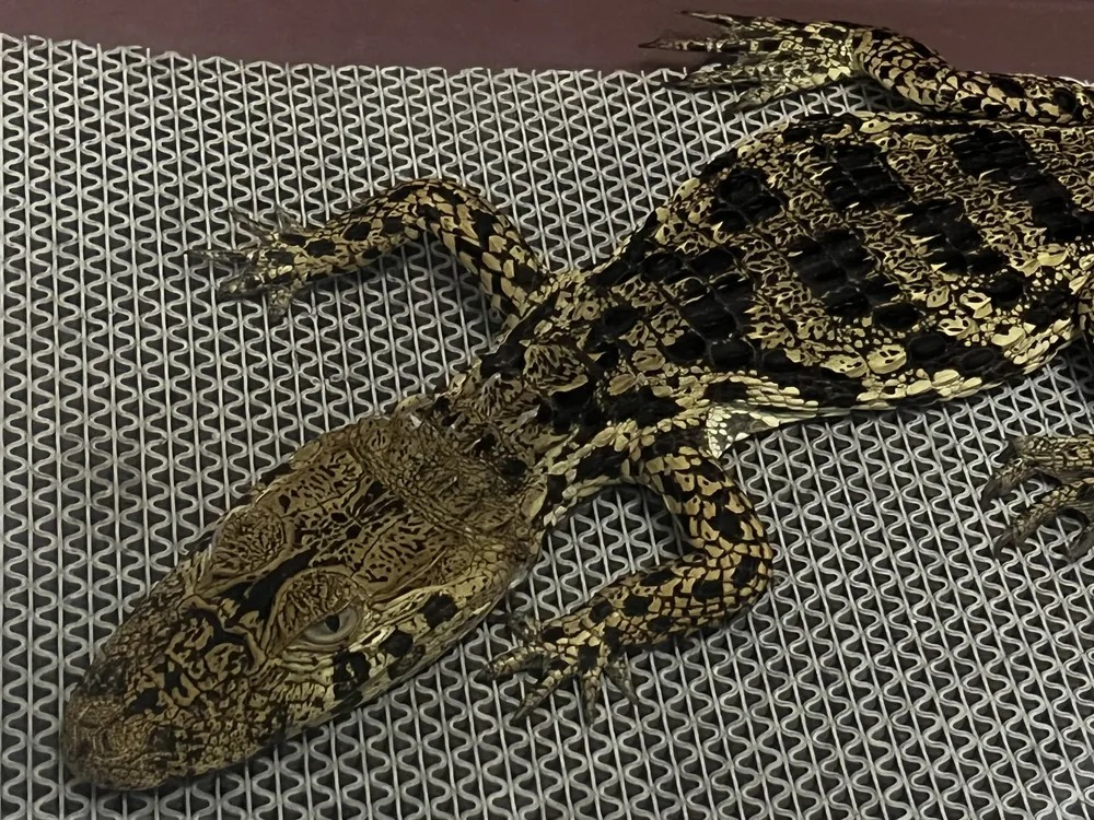 Peixe e até jacaré são encontrados por populares; temporal arrastou animais 