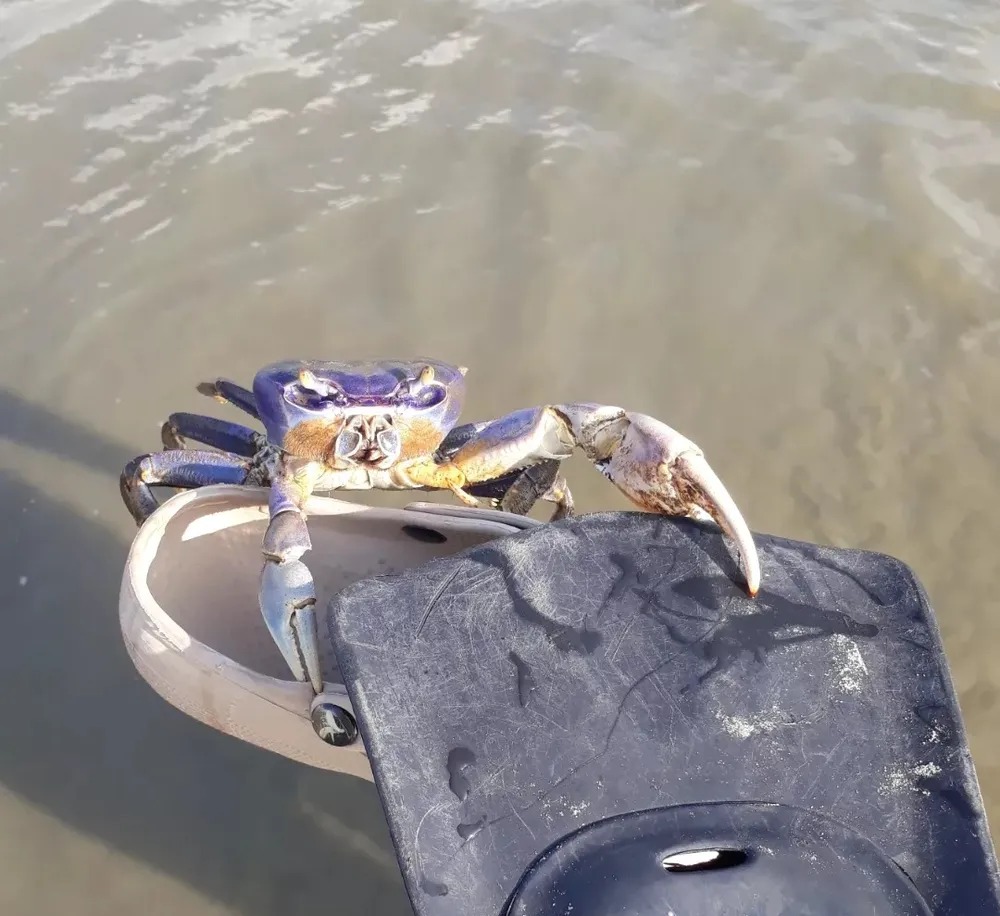 Caranguejo raro, de cor azul, é encontrado à beira mar por guarda-vidas;estava bravo