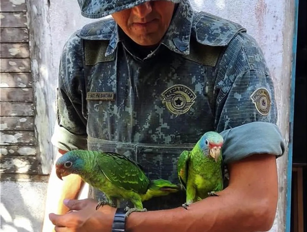 Polícia Ambiental resgata filhotes de papagaio 