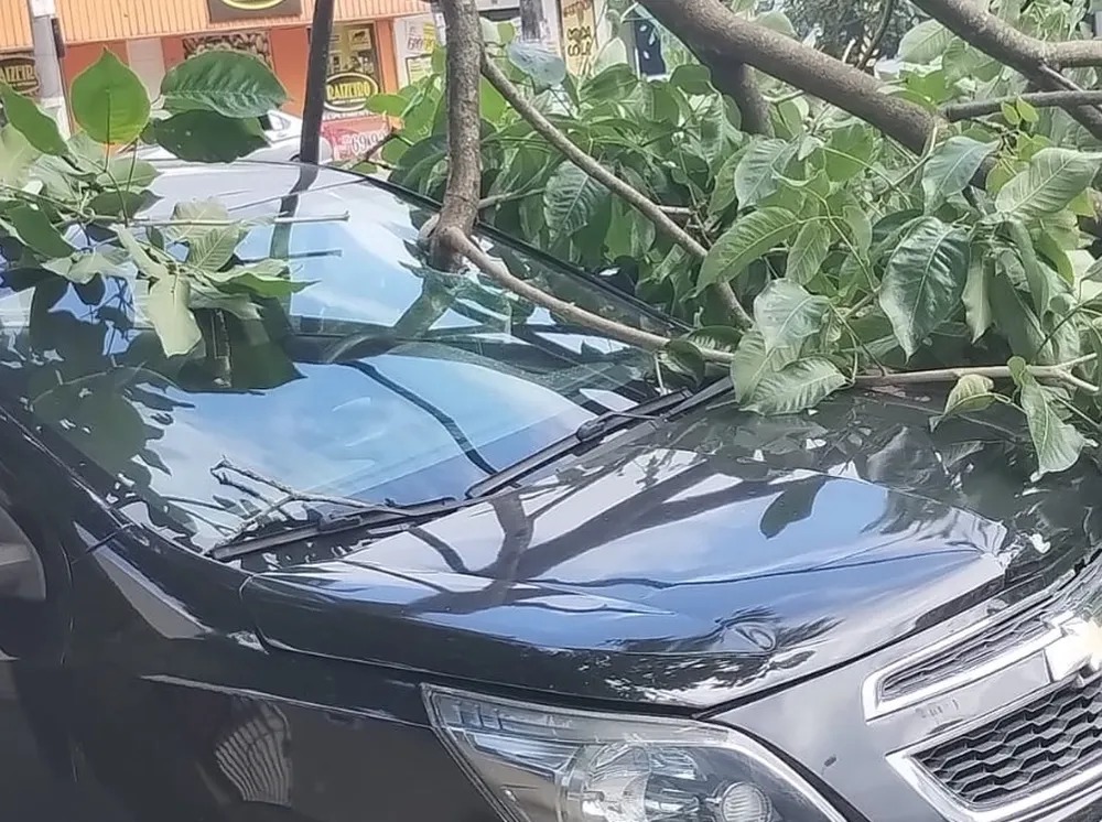 Ciclista é atingida por árvore que caiu sobre carro provocando danos;ninguém ferido