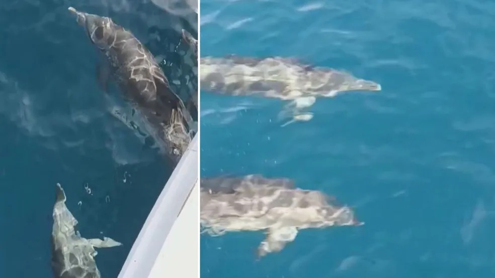 Biólogo fica emocionado ao ver golfinhos com filhotes na Baía e Santos