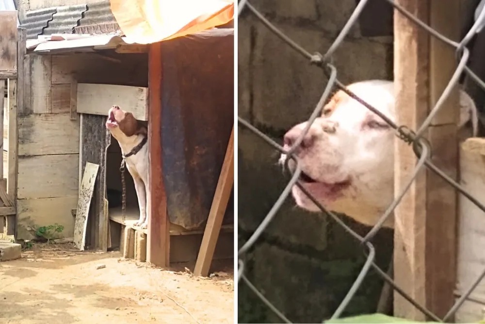 Em Registro,três cães da raça pitbull matam homem que descansava na calçada