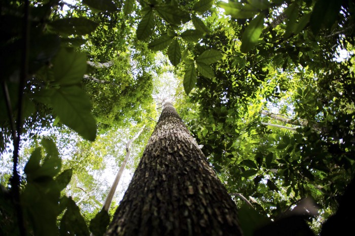 Plano contra desmatamento na Amazônia recebe sugestões até dia 26