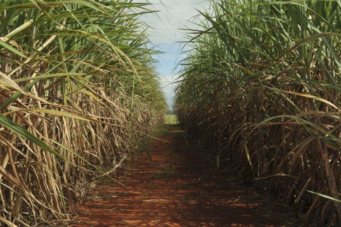 Produção estimada de cana-de-açúcar é de 610 milhões de toneladas