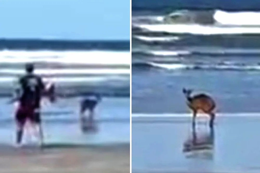 Veado-catingueiro aparece em praia de Bertioga e dá canseira e agentes ambientais
