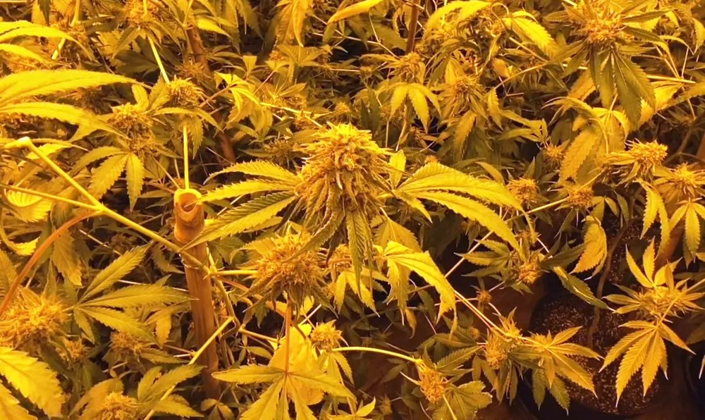 Polícia fecha laboratório que produzia drogas K e prende dois acusados em Guarujá