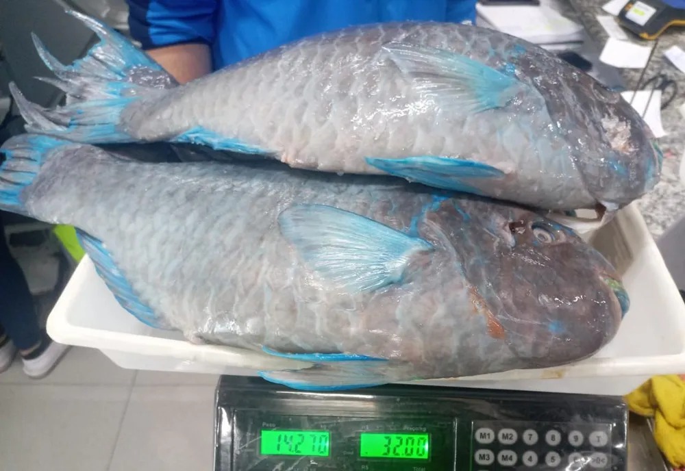 Polícia Ambiental apreende 15 quilos de peixe-papagaio-azul;espécie está sob risco de extinção