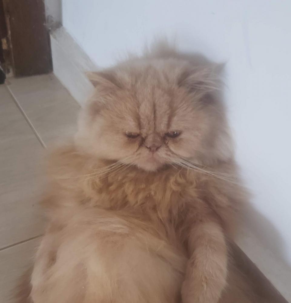 Jornalista procura gato persa que sumiu; o animal está em tratamento