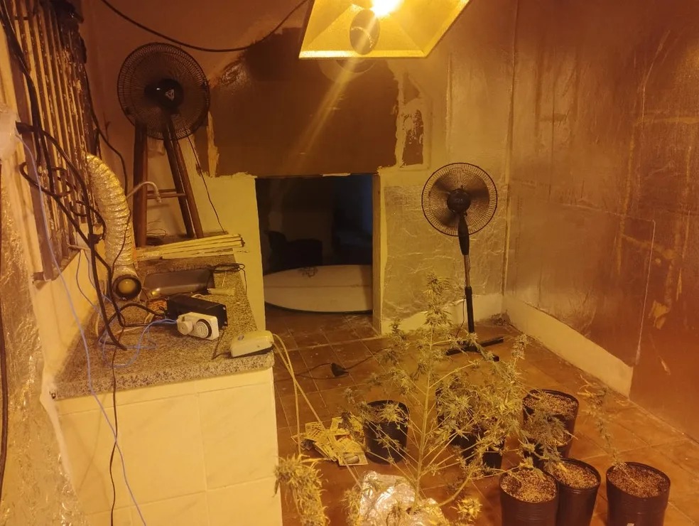 Policiais encontram estufa para maconha quando vistoriavam casa de suspeito