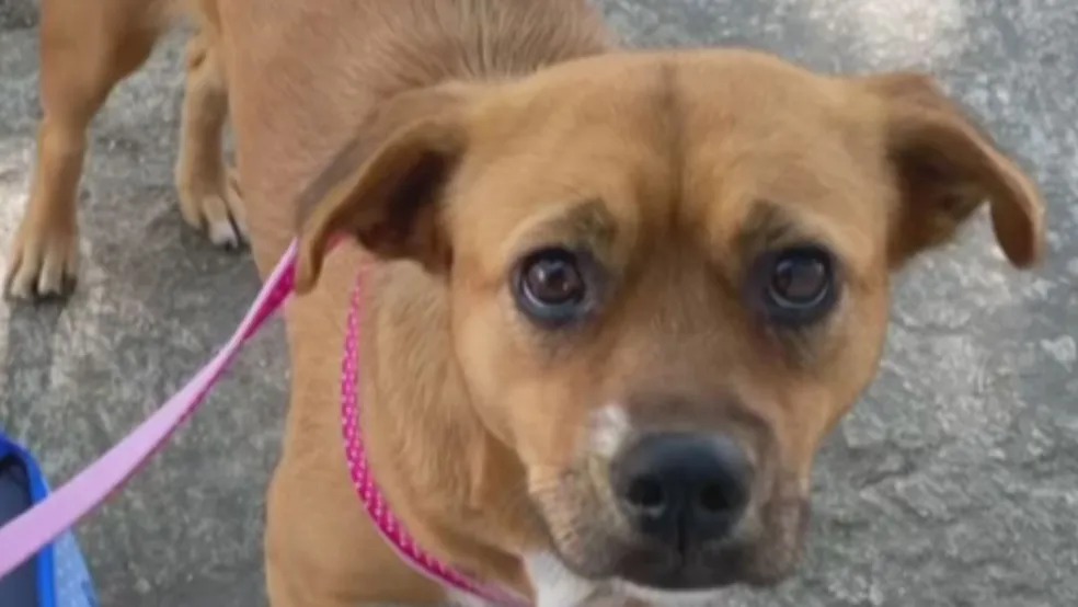 Cachorra é abandonado na porta da Ong; tutora não quis mais o animal