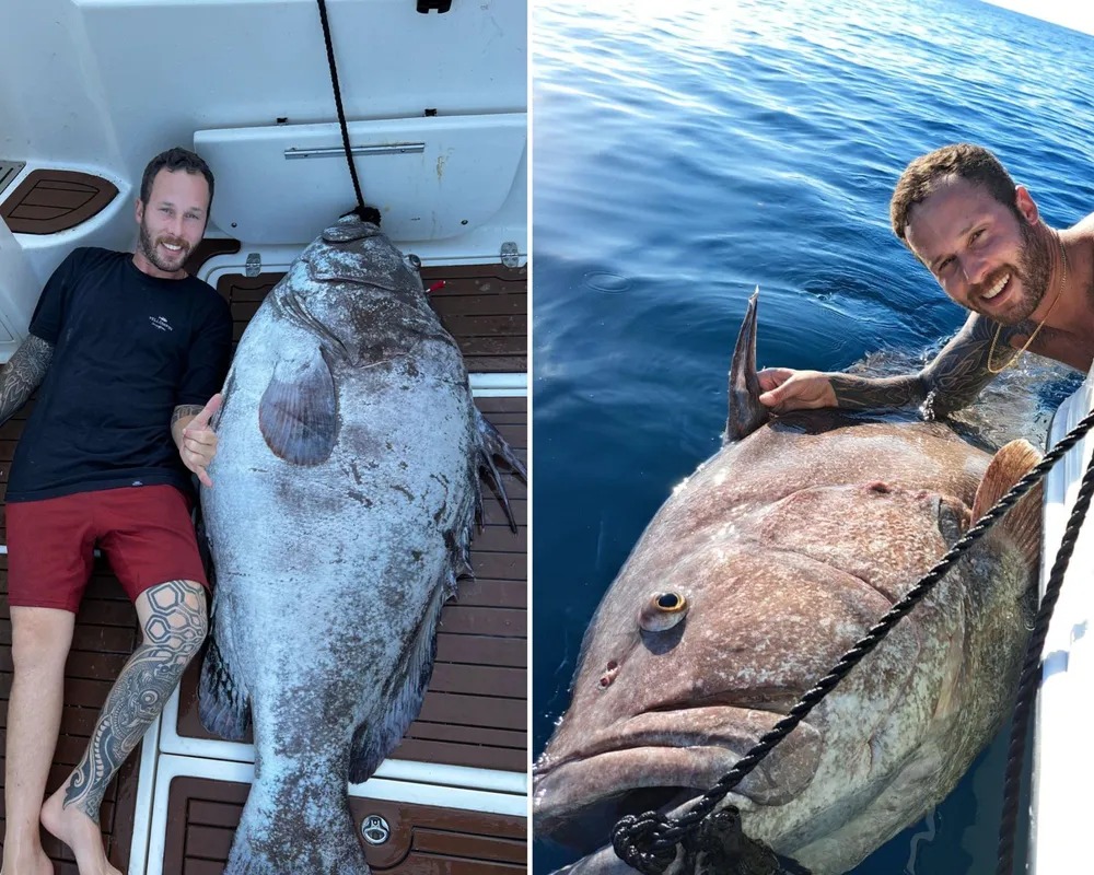 Pescadores fisgam Cherne de 180 quilos e 1,70 de comprimento;não é mentira!
