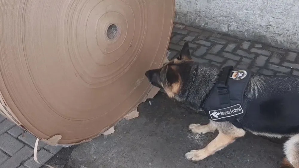 Cão da Receita encontra mais de meia tonelada de cocaína no porto de Santos
