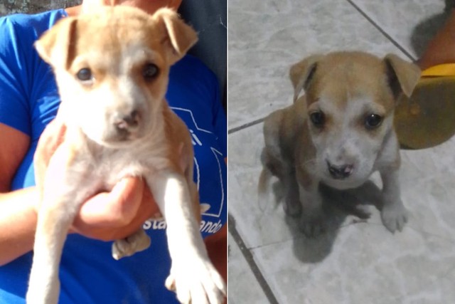 Em São Vicente, seis filhotes de cachorro são queimados vivos, uma cachorrinha foi salva;pura maldade 