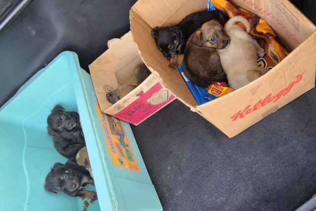 Filhotes de cachorro são abandonados em ponto de ônibus 