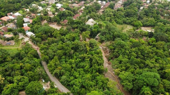 São Sebastião recebe chuva de sementes para proteger palmeira Juçara