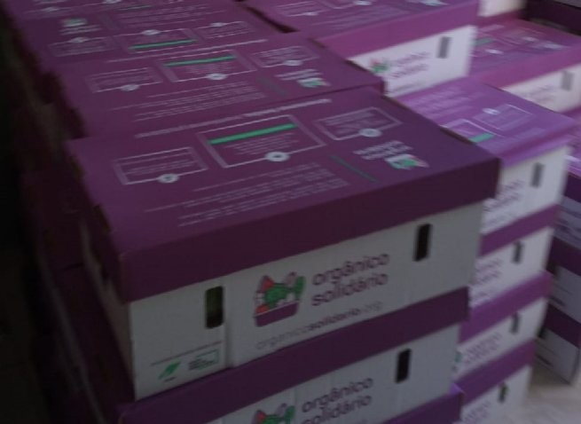 Fundo Social entrega 400 cestas de hortifrutis orgânicos doados pela Ong Gerando Falcões