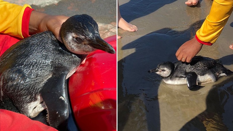 Pinguim, cansado e arisco é resgatado em praia de Itanhaém 