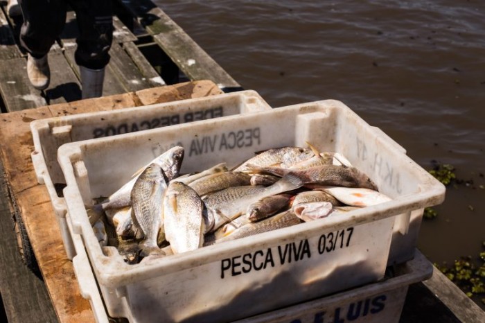 Comissão discute pesquisas para aumentar a produção pescados no Brasil