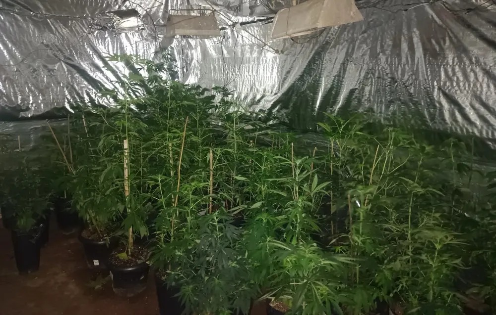 Polícia descobre produção de maconha em estufas; dono alega negócio