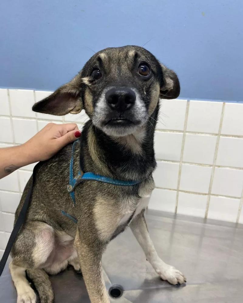 Resgatado, cão que cheirava cocaína tem novo lar;ex-tutor foi preso